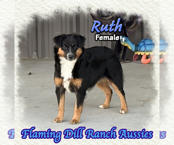 Medium Photo #1 Miniature Australian Shepherd Puppy For Sale in FORESTBURG, TX, USA