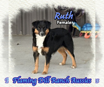 Ruth - Female Miniature Australian Shepherd Puppy for Sale - Small photo