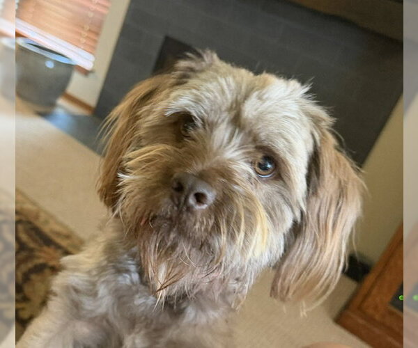 Medium Photo #1 Shih Tzu-Unknown Mix Puppy For Sale in Bellevue, WA, USA