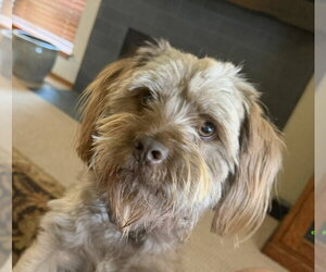 Shih Tzu-Unknown Mix Dogs for adoption in Bellevue, WA, USA