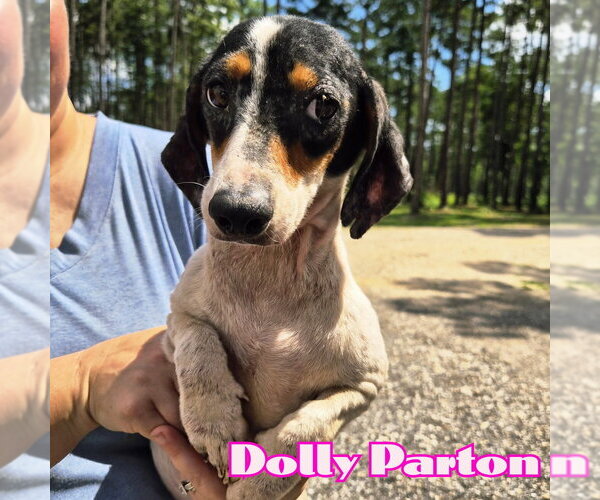 Medium Photo #5 Dachshund Puppy For Sale in San Antonio, TX, USA