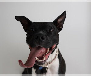 Persephone - Female Mutt Dog for Adoption - Photo #27