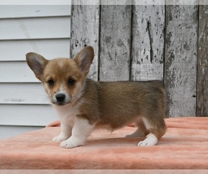 Pembroke Welsh Corgi Puppy for sale in MILLERSBURG, OH, USA