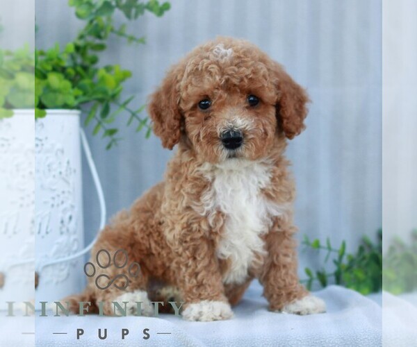 Medium Photo #3 Goldendoodle (Miniature) Puppy For Sale in EPHRATA, PA, USA