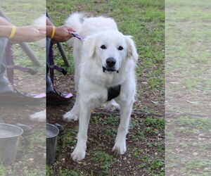 Athena - Female Great Pyrenees-Unknown Mix Dog for Adoption - Photo #2