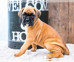 Puppy Madison Boxer