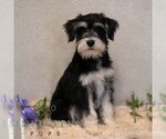Small #4 Schnauzer (Miniature)
