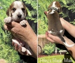 Puppy Black Collar Beagle