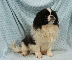 Pekingese Dog for Adoption in JOICE, Iowa USA