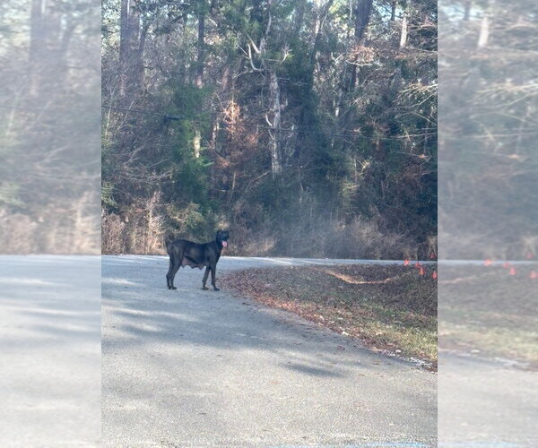 Medium Photo #8 Great Dane-Labrador Retriever Mix Puppy For Sale in Bullard, TX, USA