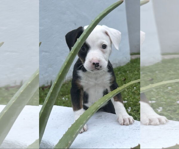 Medium Photo #1 Mutt Puppy For Sale in Royal Palm Beach, FL, USA