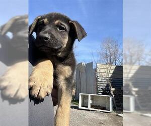 Labrador Retriever-Unknown Mix Dogs for adoption in Houston, TX, USA