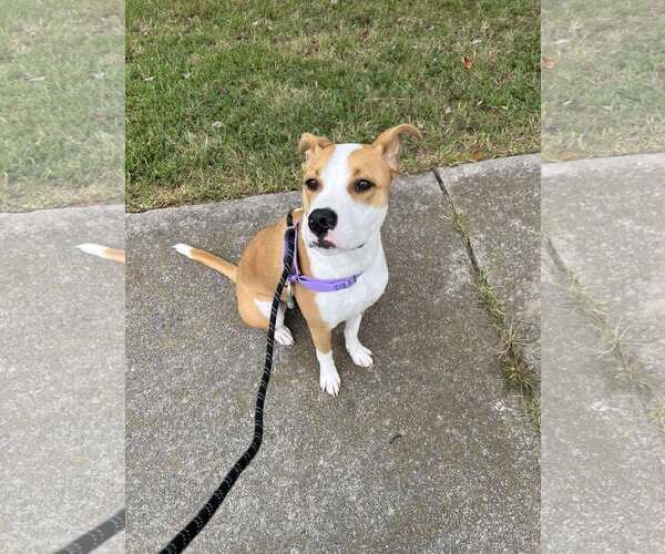 Medium Photo #2 American Staffordshire Terrier-Unknown Mix Puppy For Sale in Holly Springs, NC, USA