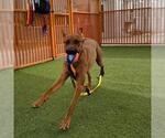 Small Rhodesian Ridgeback Mix