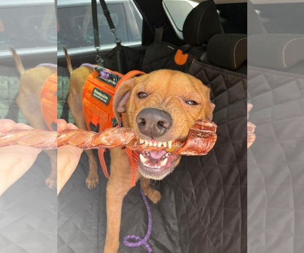Medium Photo #7 Labrador Retriever-Unknown Mix Puppy For Sale in Rowlett, TX, USA