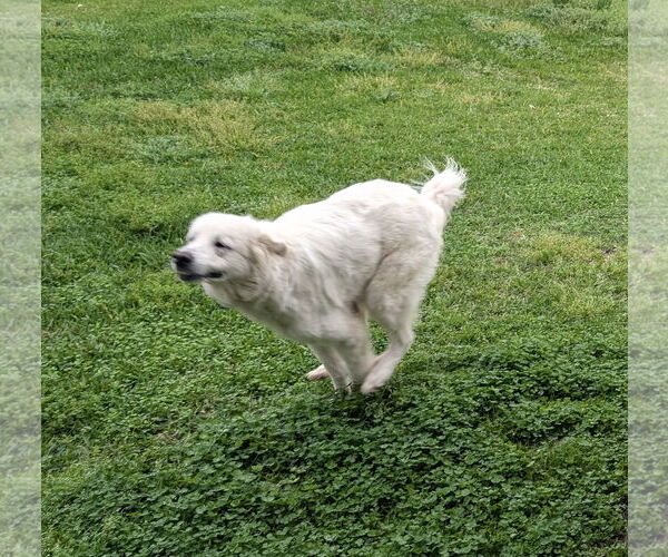 Medium Photo #7 Great Pyrenees Puppy For Sale in Spring, TX, USA
