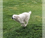 Small #6 Great Pyrenees