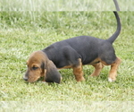 Small Photo #1 Basset Hound Puppy For Sale in MEMPHIS, MO, USA
