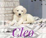 Small Photo #18 Goldendoodle Puppy For Sale in CEDAR GAP, MO, USA