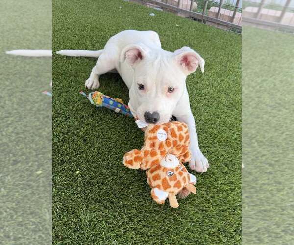 Medium Photo #3 American Bulldog-Staffordshire Bull Terrier Mix Puppy For Sale in Cave Creek, AZ, USA