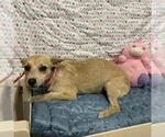 Small Norfolk Terrier Mix