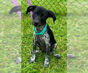 Mutt Dogs for adoption in Tarrytown, GA, USA
