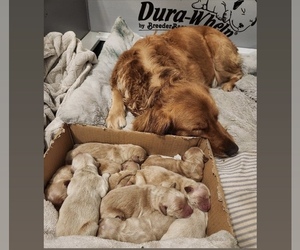 Golden Retriever Puppy for sale in JACKSONVILLE, FL, USA