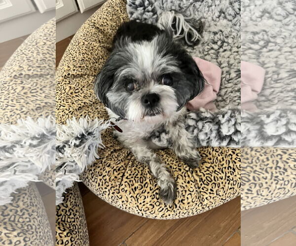 Medium Photo #2 Shih Tzu Puppy For Sale in Tarrytown, GA, USA