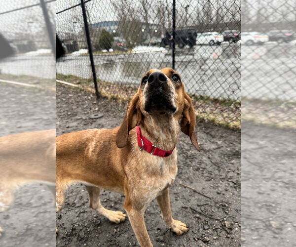 Medium Photo #6 Mutt Puppy For Sale in Elmsford, NY, USA