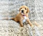 Puppy Hermione Double Doodle
