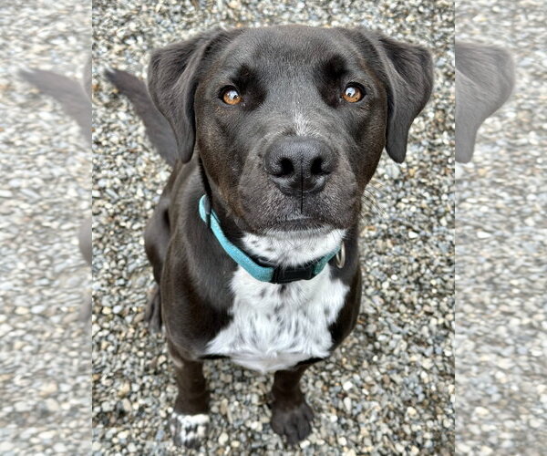Medium Photo #13 Boxer-Brittany Mix Puppy For Sale in Rockaway, NJ, USA