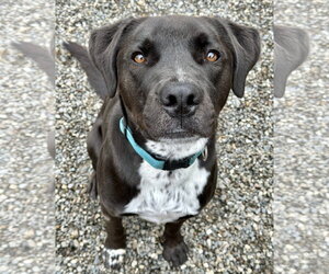 Rocky - Male Boxer-Brittany Mix Dog for Adoption - Photo #13