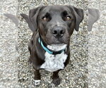 Small #12 Boxer-Brittany Mix