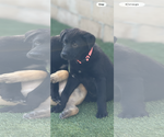 Small Photo #1 Labrador Retriever-Unknown Mix Puppy For Sale in San Diego, CA, USA