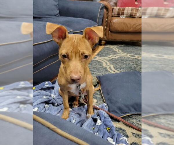Medium Photo #1 American Pit Bull Terrier-Unknown Mix Puppy For Sale in COLUMBIA, MD, USA