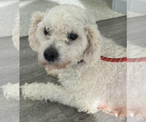 Medium Photo #2 Goldendoodle (Miniature) Puppy For Sale in Westminster, MD, USA