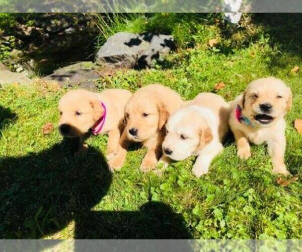 Droll Golden Retriever Puppies For Sale In Pa