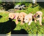 Small Photo #2 Golden Retriever Puppy For Sale in ARCHBALD, PA, USA