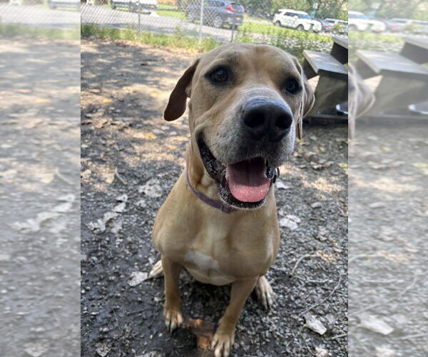 Medium Photo #2 Mastiff-Unknown Mix Puppy For Sale in Elmsford, NY, USA