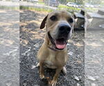 Small #1 Mastiff Mix