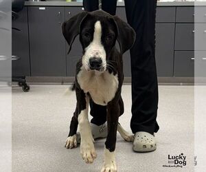 Diesel - Male Great Dane-Labrador Retriever Mix Dog for Adoption - Photo #3