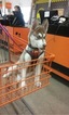 Small Photo #8 Siberian Husky Puppy For Sale in PHOENIX, AZ, USA