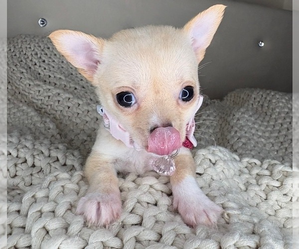 Medium Photo #1 Chihuahua Puppy For Sale in CHARLOTTE, NC, USA