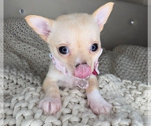 Chihuahua Puppy for sale in CHARLOTTE, NC, USA