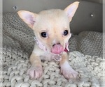 Small Chihuahua