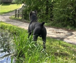Father of the Cane Corso puppies born on 11/24/2025