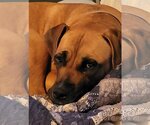 Small Photo #15 Boxer-Unknown Mix Puppy For Sale in Farmington, MN, USA
