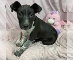 Small Mutt