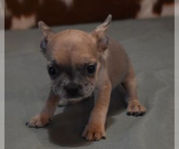 Medium Photo #3 French Bulldog Puppy For Sale in MARSHFIELD, MO, USA