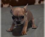 Small #2 French Bulldog